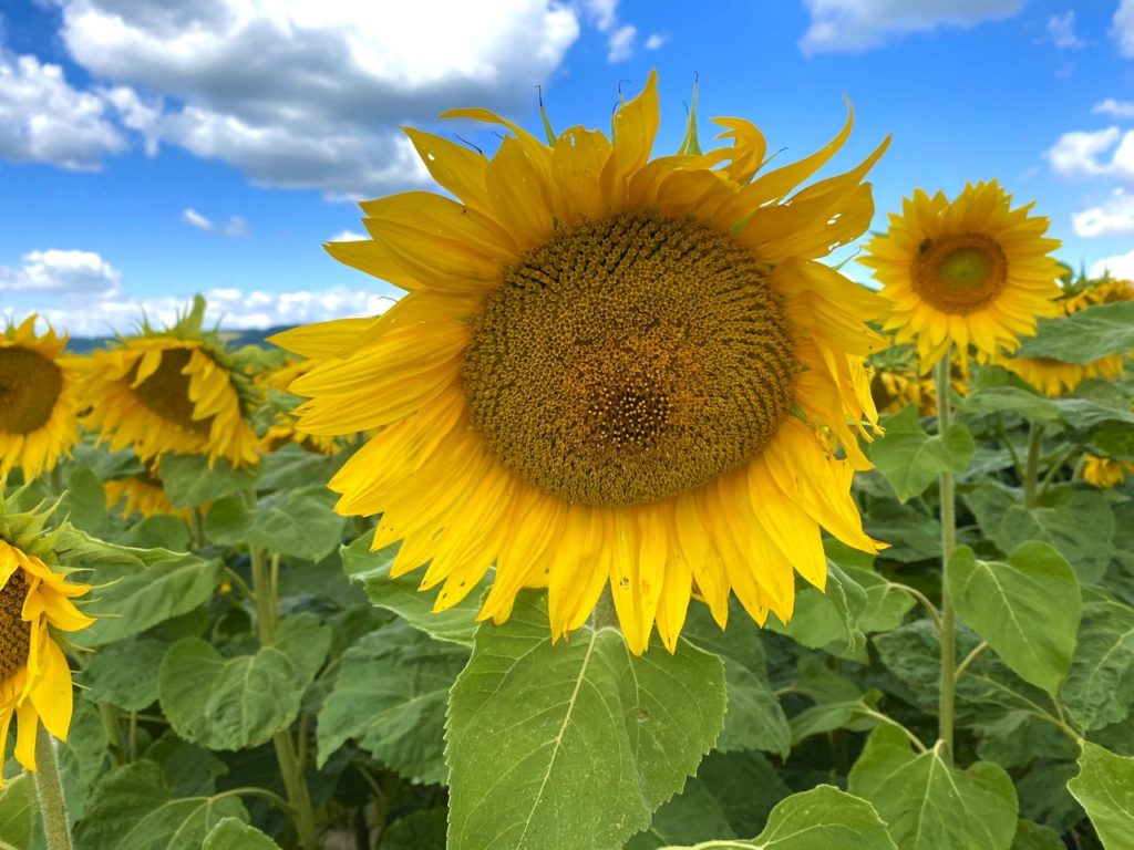 Happy Sunflowers