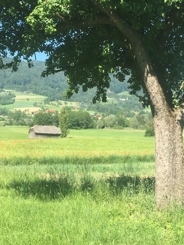 Field of poppies, Kirchdorf an der Krems