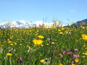 Spring flowers