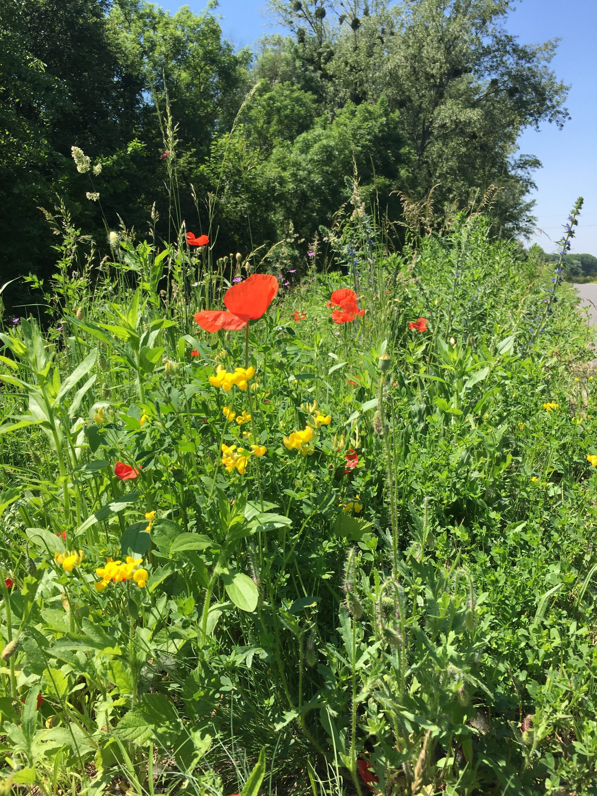 Poppies, Traun Radweg