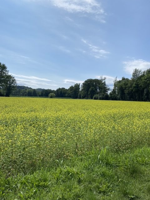 Oil seed rape