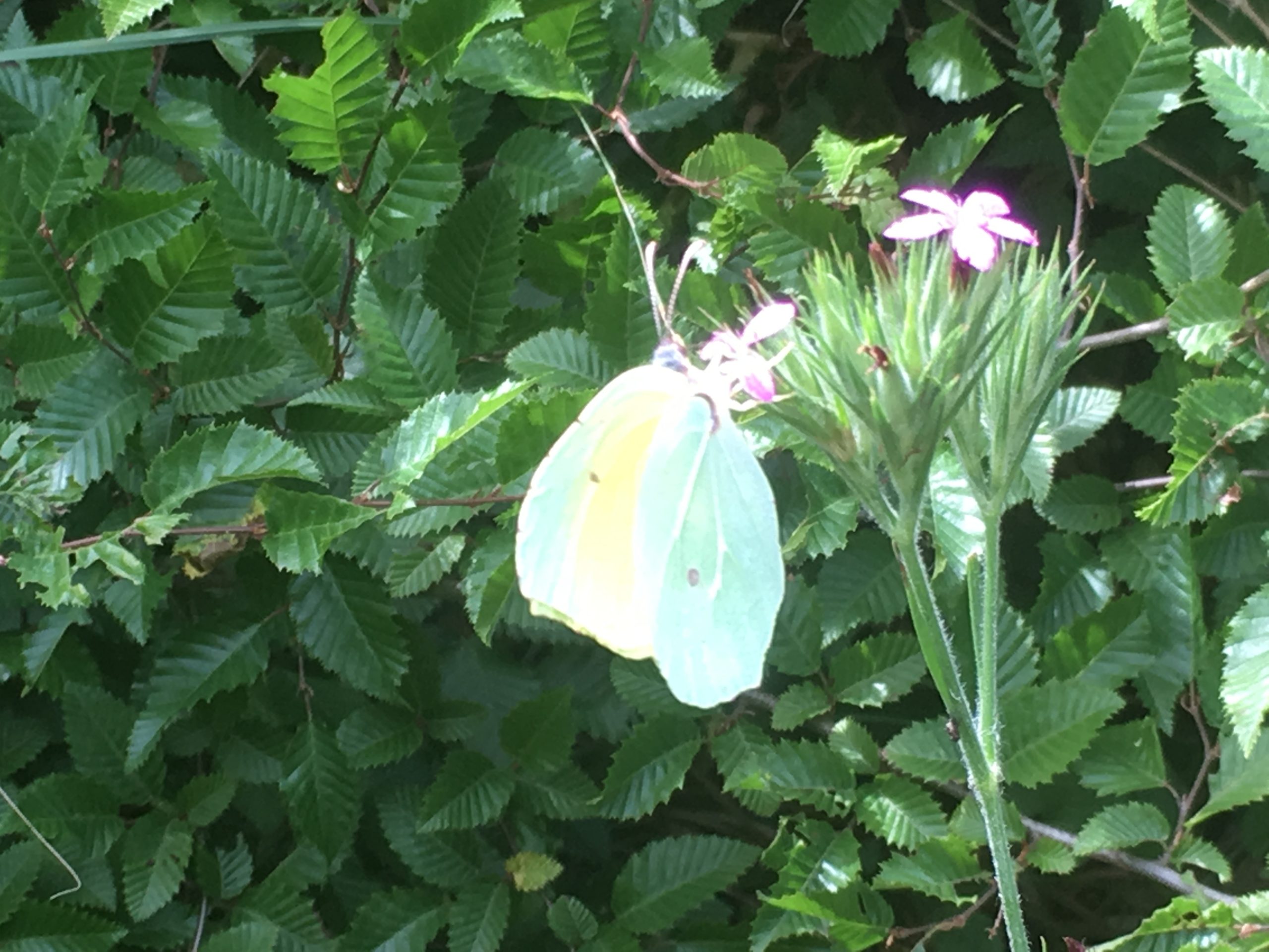 Beautiful butterfly, Istria, Croatia