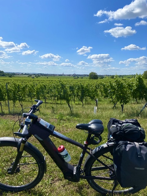 Rust, Neusiedlersee