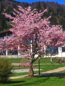 springtime,