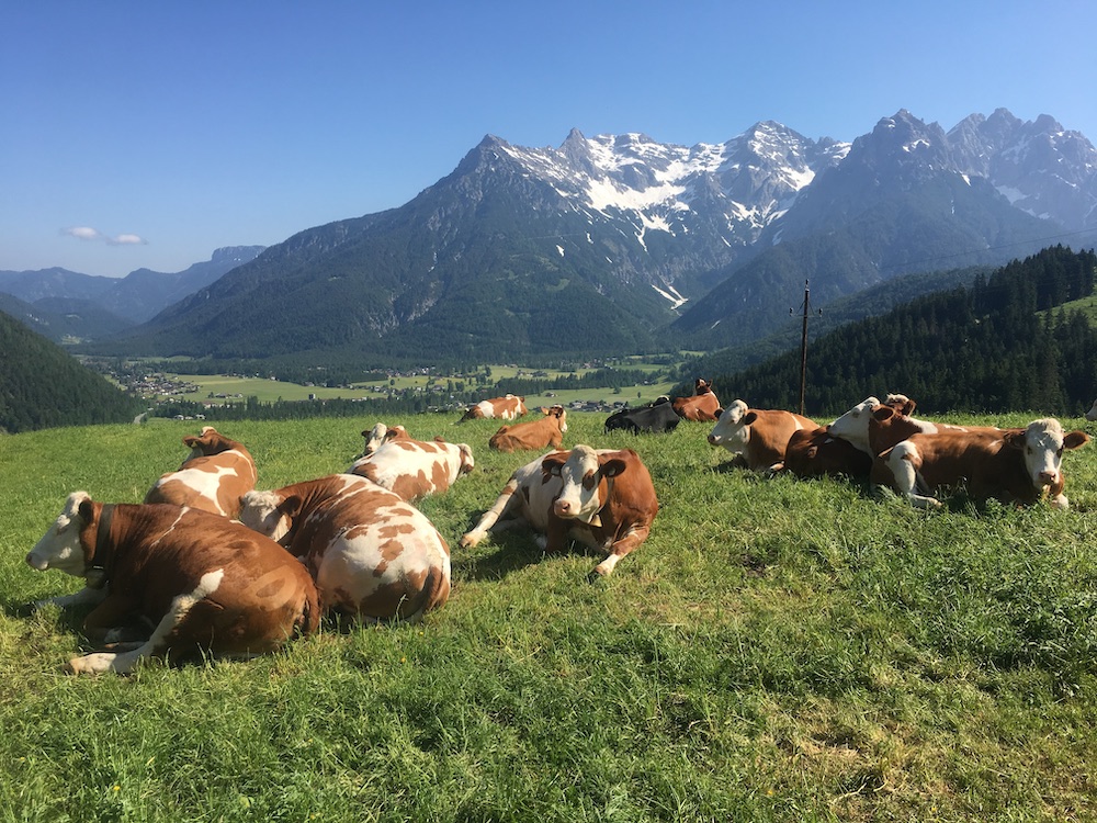 Cows - buchensteinwand
