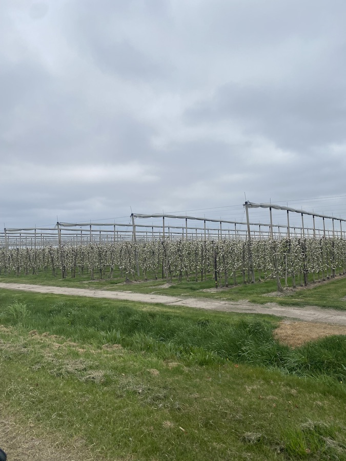 Apple Orchards, Holland