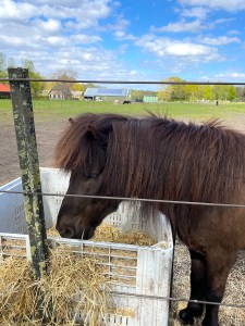 Horses, Holland