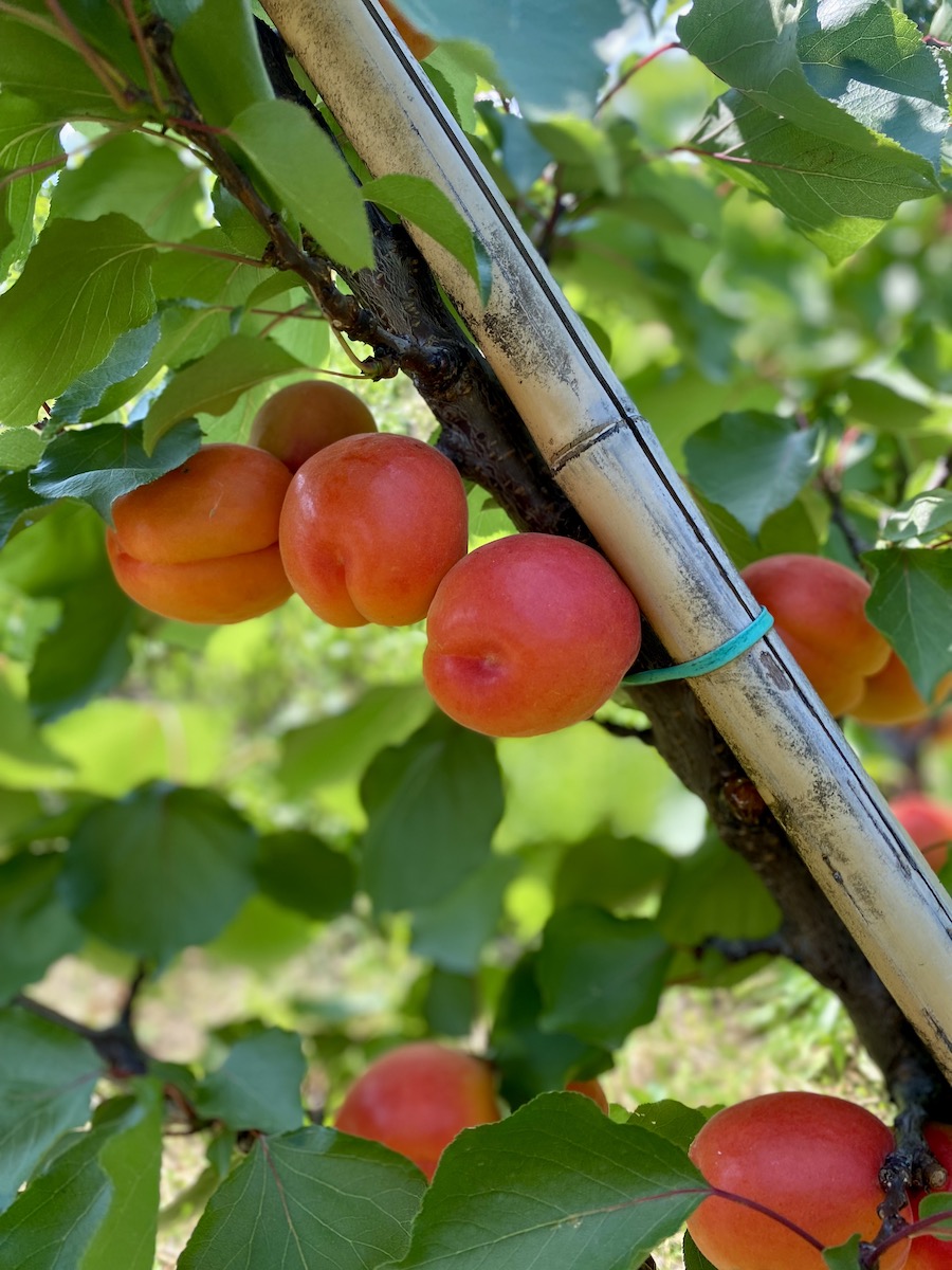 Peaches, Slovenia