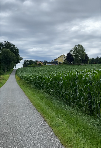 Corn fields