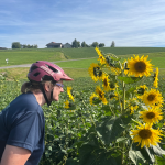 Sunflowers,