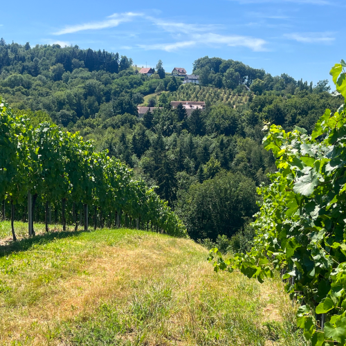 Wineland-Styria-Hero-shot.webp